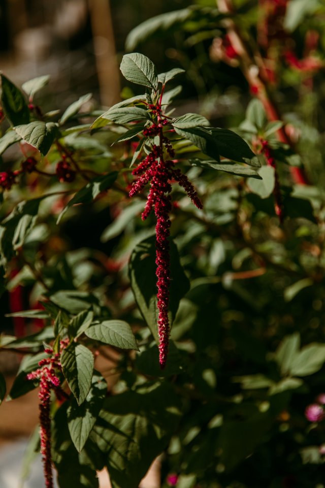 2025Zak_MadelineWedding-41