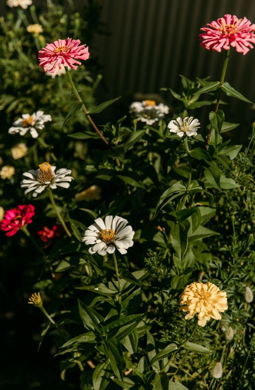 2025Zak_MadelineWedding-48